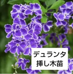 2025年最新】デュランタ挿し木苗の人気アイテム - メルカリ