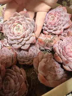 lunneta様 リクエスト 7点 まとめ商品