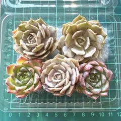 多肉植物❤️エケベリア 韓国苗 詰め合わせ 寄せ植え セット