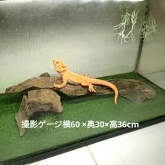 Item thumbnail for item 92e1e4fb-4031-4caf-9dca-834199be9a89