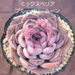 ♡tama♡様 リクエスト 2点 まとめ商品