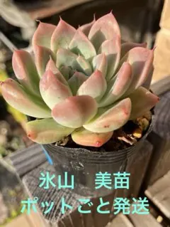多肉植物 紫紺の矢 おらいさん苗 ミックスベリア 抜き苗 - メルカリ