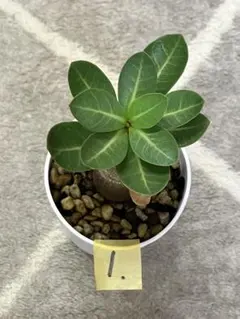 【激レア/ブラックスキン/ドワーフ 】アデニウム スーパーレッド A-1 鉢植え 激レア/ブラックスキン/ドワーフ 】アデニウム スーパーレッド A