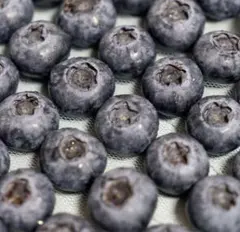 ②超希少秀品　最高級採れた　新鮮ブルーベリー　入荷当日発送　ラスト２点