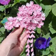 Item thumbnail for item 4619e433-610d-45f9-a68d-e04a2695ff59