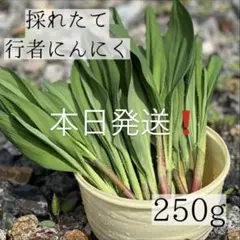 Black♡Kitten様 リクエスト 2点 まとめ商品