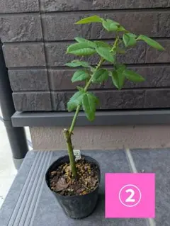 ②　バラ 苗 薔薇 苗木 挿し木苗