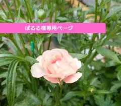 寄せ植え　花　ぱるる様専用ページ