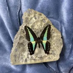 【外国産蝶標本】エグリゴマダラ♀4/東マレーシア.サバ産 2025年最新】マレーシア 蝶 標本の人気アイテム - メルカリ