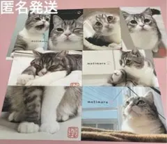 もちまる日記 猫 ダイソー ブロマイド カード ポストカード