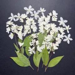 Item thumbnail for item b68dea89-3cb6-4ede-b91b-4e24c42a863c