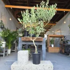 2025年最新】オリーブの木 soujuの人気アイテム - メルカリ