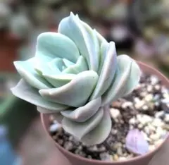 ラブリーローズ錦 白斑 斑抜け 根付き苗 多肉植物 6センチポット