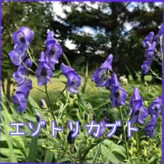 Shinchaaan様 リクエスト 2点 まとめ商品