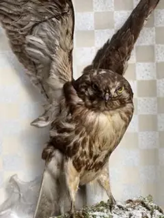 鷹の剝製 鷹 鳶 剥製 - メルカリ