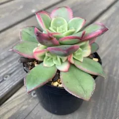 香妃錦 抜き苗 アエオニウム 多肉植物 - メルカリ