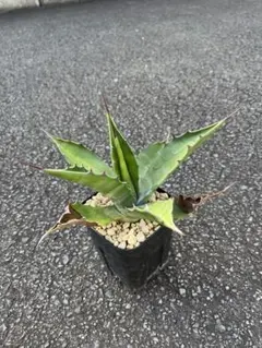 2025年最新】フェロックスグリーンゴブレットの人気アイテム