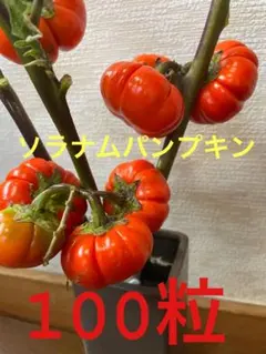 38㎝　パンパスグラスとススキの秋のリース　ドライアンドラ　ソラナムパンプキン Halloween＊ソラナムパンプキン秋色ドライフラワースワッグ スワッグ