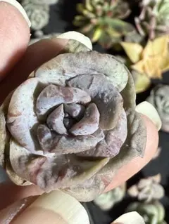 2025年最新】ラブリーローズ錦 赤斑の人気アイテム - メルカリ