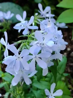 ynztangon様 リクエスト 2点 まとめ商品