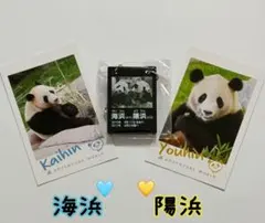 2026年最新】アドベンチャーワールド アクリルキーホルダーの人気