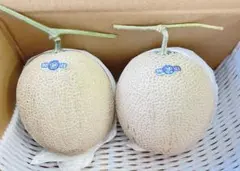 糖度19!! 「太陽の華」富良野メロン 2玉 品種：ティアラ - メルカリ