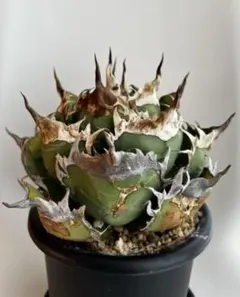 【goodtaniku】疣猪　tc 大サイズ　送料込み goodtaniku】疣猪 tc 大サイズ 送料込み