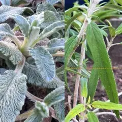 【ぷっちょ様専用ページ】 アメジストセージ＆ラムズイヤーの苗 ネコポス配送