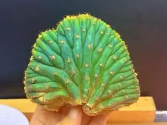 2026年最新】トリコケレウスの人気アイテム - メルカリ