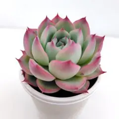 sayo ☆プロフ必読☆様 リクエスト 2点 まとめ商品