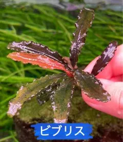 2025年最新】ブセファランドラspの人気アイテム - メルカリ