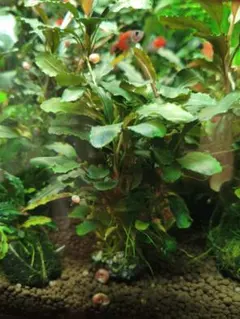 モンステラ Spruceana スプルセアナ 3.5号 - メルカリ