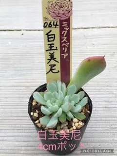 白玉美尼　札付きポットごとメルカリ便おらいさん苗ミックスベリア 楽天市場】多肉植物 oriミックスベリア No.064 白玉美尼 多肉