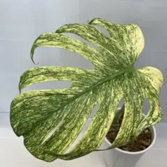 モンステラスターライト5号 希少 限定 - メルカリ