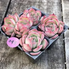 2026年最新】多肉 抜き苗 セットの人気アイテム - メルカリ