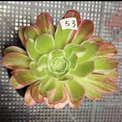 57#アエオニウム錦❤️グリ一ンファイア一錦❤️碧火❤1大頭6小頭15cm