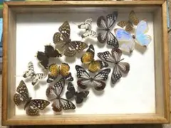 2026年最新】蝶標本 モルフォ蝶の人気アイテム - メルカリ