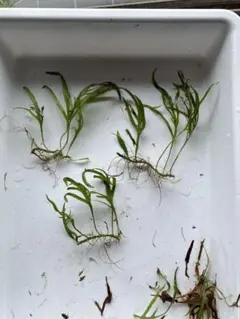 2026年最新】ミクロソリウムトライデントの人気アイテム - メルカリ