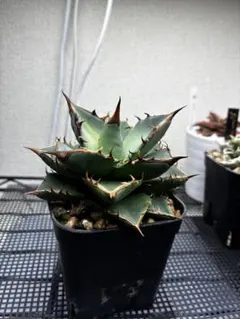 アガベ 観葉植物 鉢植え　オテロイ　トトロ　痘痘龍　痘痘竜　鉢ごとメルカリ便 アガベ 観葉植物 鉢植え オテロイ トトロ 痘痘龍 痘痘竜 鉢ごと