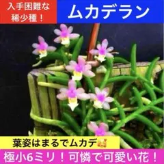 ムカデラン　百足蘭　ガーデニング　観葉植物　デンドロビューム　洋ラン　洋蘭　希少のサムネイル