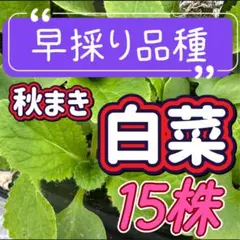 無農薬 柏の葉 15枚 静岡県産 - メルカリ