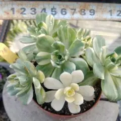 多肉植物アエオニウム　愛染錦　抜き苗