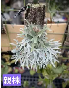 2025年最新】ビカクシダの人気アイテム - メルカリ