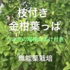 무능한 약재 재배 보너스가있는 금귤 잎 사료