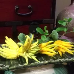 2026年最新】仏手柑の人気アイテム - メルカリ