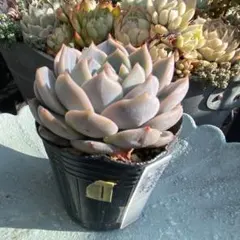 とも様 リクエスト 2点 まとめ商品