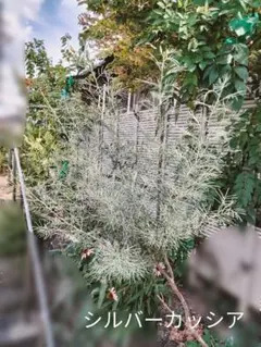 TK(プロフ必読願います)様 リクエスト 2点 まとめ商品