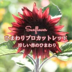 【お花の種】ひまわり☆向日葵 プロカットレッド 種子 約10粒！のサムネイル