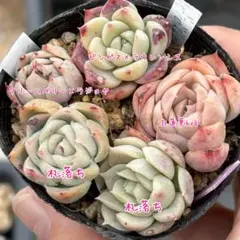 多肉植物 セット 小苗 実生苗 葉挿し苗 エケベリア他