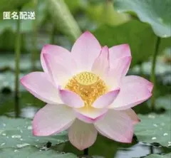 2026年最新】花の苗の人気アイテム - メルカリ